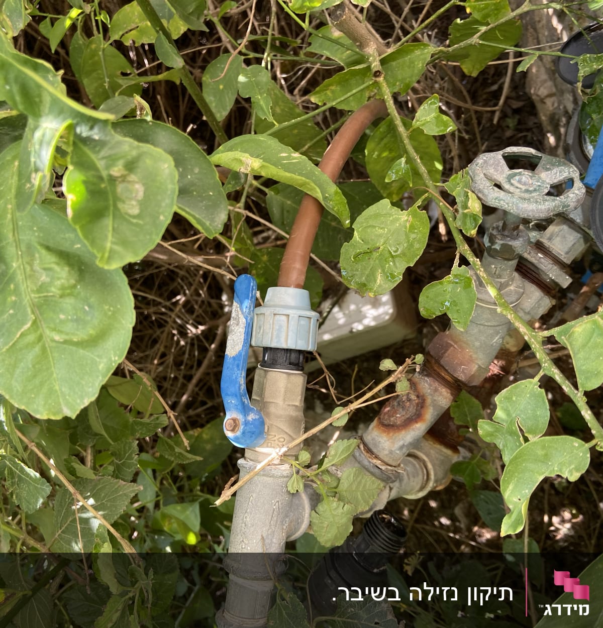 ברז מים עם ידית כחולה בין עלים ירוקים